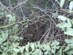 Dioscorea hemicrypta