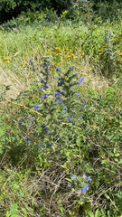 Echium vulgare