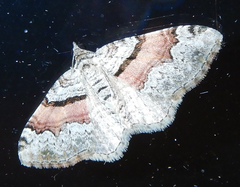 Xanthorhoe packardata