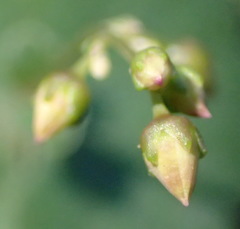 Crassula umbella