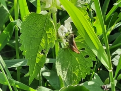 Chorthippus apricarius