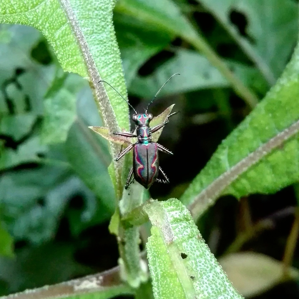 Cicindelidia pseudoradians