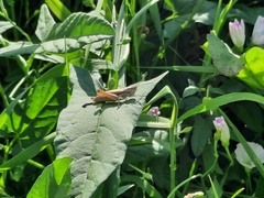 Chorthippus apricarius