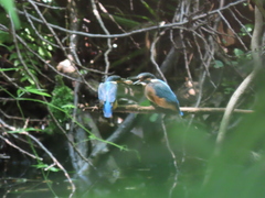 Alcedo atthis