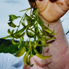 Potamogeton × angustifolius