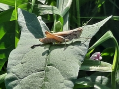 Chorthippus apricarius