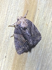 Chytonix palliatricula