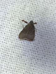 Basacallis tarachodes