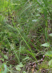 Platanthera tipuloides