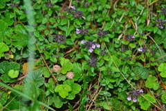 Clinopodium laxiflorum
