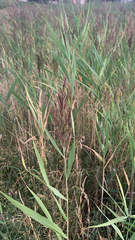 Phragmites australis