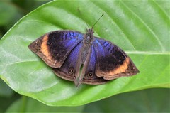 Junonia cymodoce lugens
