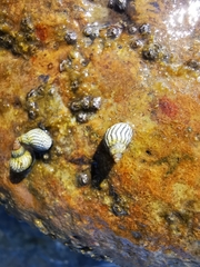 Echinolittorina aspera