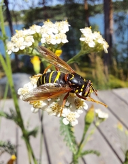 Spilomyia diophthalma