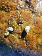 Echinolittorina aspera