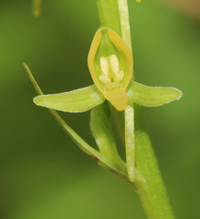 Platanthera tipuloides