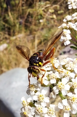 Spilomyia diophthalma