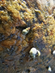 Echinolittorina aspera