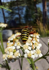 Spilomyia diophthalma