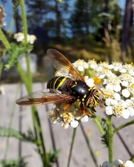 Spilomyia diophthalma