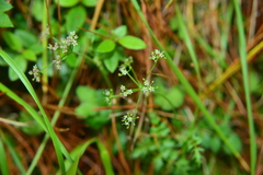 Pimpinella niitakayamensis