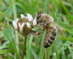 Apis mellifera