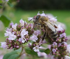 Apis mellifera