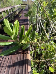 Myrsine cubana
