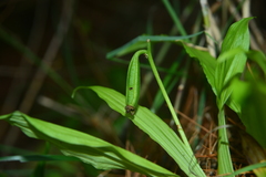 Calanthe arcuata