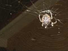 Araneus ventricosus