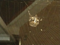 Araneus ventricosus