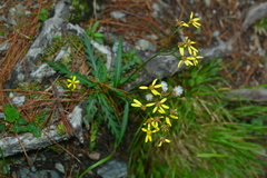 Senecio taitungensis