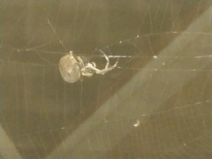 Araneus ventricosus