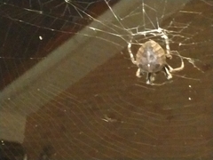 Araneus ventricosus