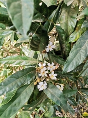 Mitriostigma axillare