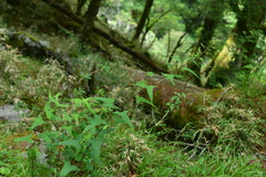 Parasenecio nokoensis