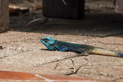 Acanthocercus ugandaensis