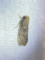 Acrolophus propinqua