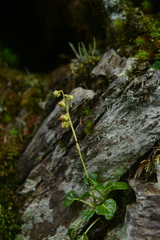 Pyrola morrisonensis