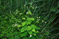 Thalictrum javanicum