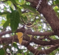 Argiope aetheroides