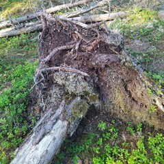 Trapeliopsis granulosa