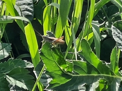 Chorthippus apricarius