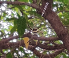 Argiope aetheroides