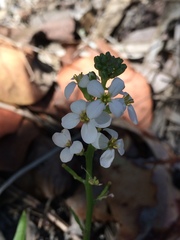 Cakile lanceolata