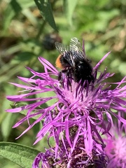 Bombus lapidarius
