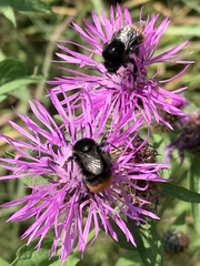 Bombus lapidarius