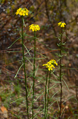 Erysimum teretifolium