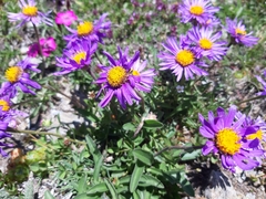 Aster alpinus