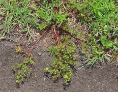 Potentilla chinensis